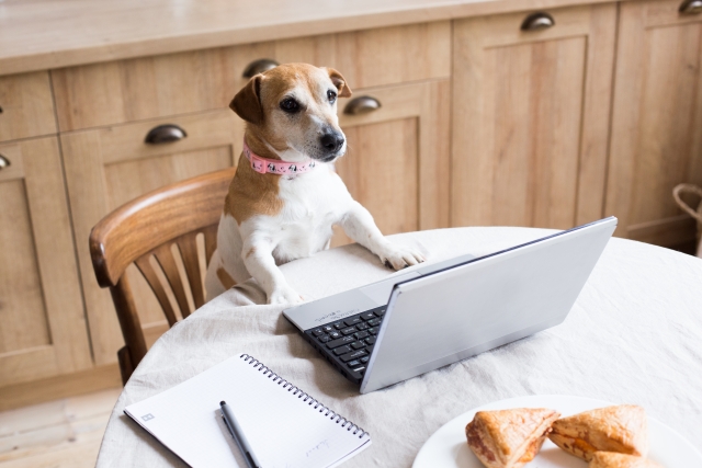 PCで検索する犬